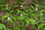 Yellow fairybells <BR>Yellow mandarin